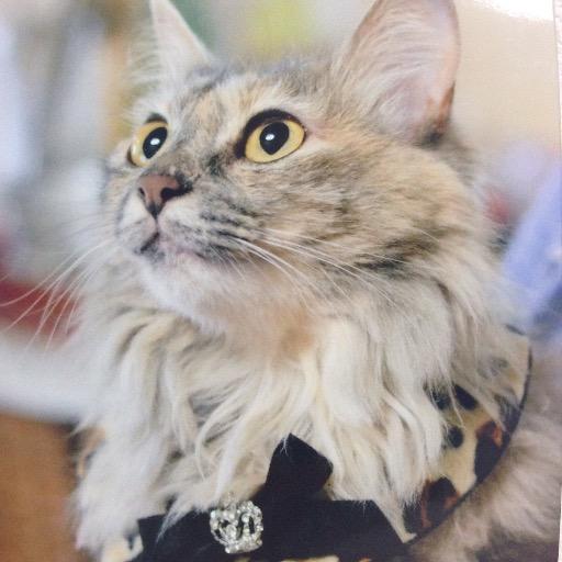 spidersilk705's profile picture. 連絡用