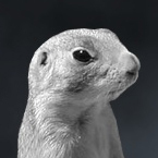 ThirstyMelon's profile picture. I put my pants on two legs at a time. My eventual goal is to put them on one leg at a time, like everyone else.