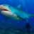 EmmaShark's profile image