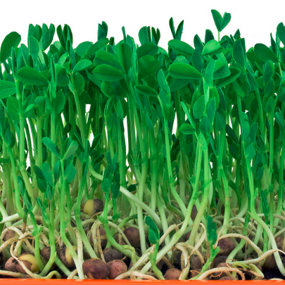 We are the leading Grower of Organic Microgreens , Herbs , Edible Flowers and Wheatgrass and more based in Bengaluru