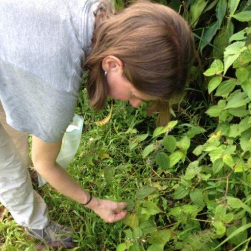 Prof and Chair @clemson_biolsci. Plant population and community ecologist - mostly work in temperate & tropical forests