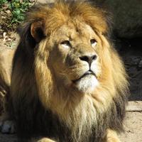 Joe's Dier en Natuur(@DierenNatuur) 's Twitter Profile Photo