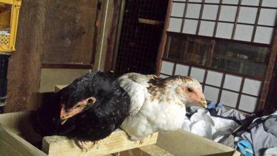 seoからやって来ました。
薄利多売、数で攻めてきましたが、安定を求めてfbへ。無言フォローすみません。
fbの垢BANの数だけ一人前。