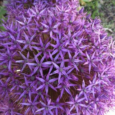 CherySabol's profile picture. Writer, reader, amused observer