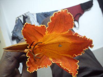 devguru376's profile picture. 