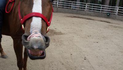 PREGNANT MARE RESCUE is a horse sanctuary committed to rehabilitating abused horses, advocating for humane treatment of horses.