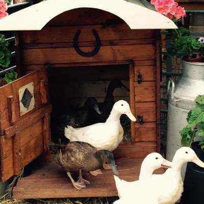 hillviewducks's profile picture. Producing great egg laying ducks! Avaliable from day old to point of lay.