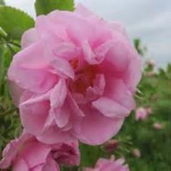 hozarziff's profile picture. Скучноват профил,понякога пиша по някоя простотия