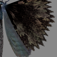 moth generator(@mothgenerator) 's Twitter Profile Photo