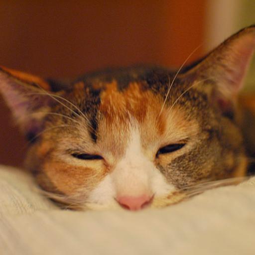 CatChikuwa's profile picture. I'm a cat called Chikuwa, Mixed breed. I'm always starving! For fish!