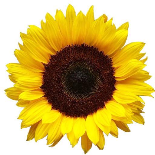 Bringing you the very best in international artist. Sunflower Fest | One World.