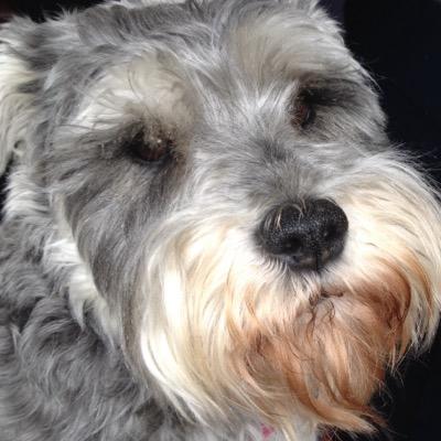 MissBull1's profile picture. 