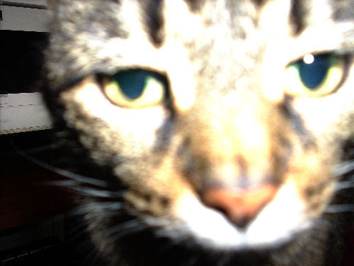 angelkitteh's profile picture. I crossed the Rainbow Bridge in February 2014. I wuz the center of Mommeh's ooniberse