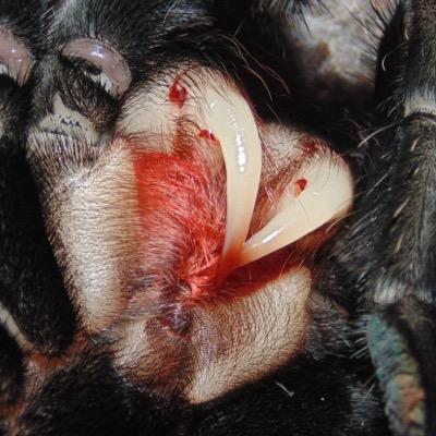 DebarrTarantula's profile picture. My photos of my collection of Tarantulas! enjoy!