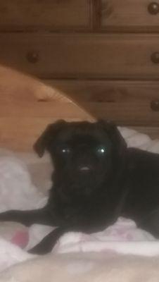 I live in Scotland with 2 teenagers 2 bichon friese buddy and teamo, and my wee pug ebony