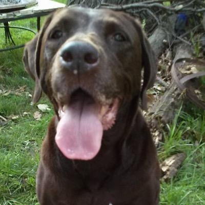 I am Thomas family dog