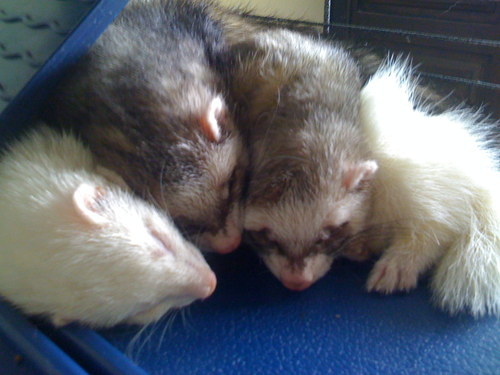 We are 3 ferrets living together. We like running, playing, sleeping and docking every time!