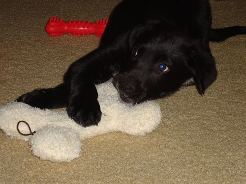 SamwisePup's profile picture. 