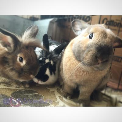 • 5 Happy house buns! • New to Twitter • Fluffy: Black Havana • Snow: Dwarf Hotot • 2Yr Old Troublemakers: Moo, Mischief & Blitzen •