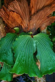 Ethnobotanic garden in Key Largo Florida, USA, opened 3/21/11. Get a view into the mind of our botanist @: http://t.co/THxhPdK7LA