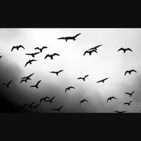 The Unfettered Soul (@theunfettered) 's Twitter Profile