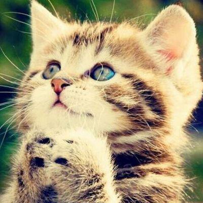 Hi hi~ I am just a 1D,PewDiePie fans..Lolz just wanna go to QuizUp and Picsart..P.S Malaysian Gurl