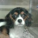 GINGER KING - @gingerkingcharl - Twitter