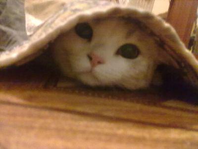 MrSAPAH4YS's profile picture. 