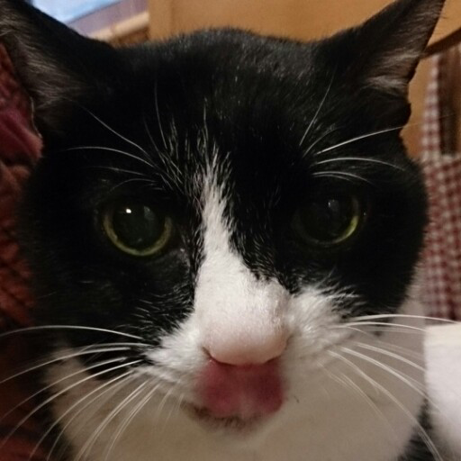 neko_maochao's profile picture. 🙏⛩️🍮⚙🎧🌈 猫・ゲーム・VTuber・ショート金髪・眼鏡・ジト目・声フェチ。 ギャン界隈の方のフォローはあちらの垢のみでよろしく🙏 webサイトはamazonほしリスです😀ﾁﾗｯ https://t.co/sXvZEyEclY