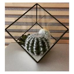 StaySharpAZ's profile picture. Homemade terrariums kissed by the AZ sun