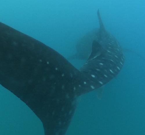 whalesharkdiver's profile picture. 