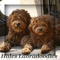 halesdoodles's profile picture. Hales Australian Labradoodles has been breeding beautiful, healthy dogs since 2001.