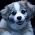 Pan Am Pup (@panampup) Twitter profile photo Pan Am Pup (@panampup) Twitter profile photo