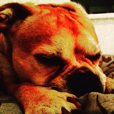 RudiDoggg's profile picture. A cute classy dog!