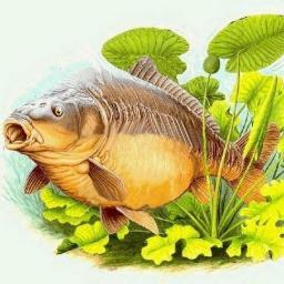 farbanktackle's profile picture. Suppliers of custom camouflage fishing lead weights,terminal tackle and baits.