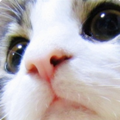 かわいい 癒される 動物gif Felicioraisis Twitter