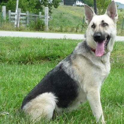 Howdy, Here at Red Moose Kennels Our family raises Quality AKC Registered German Shepherds for Your family pets & guardians for over 25 years.