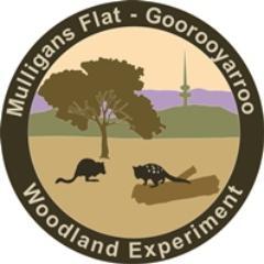 Twitter feed of the Mulligans Flat - Goorooyarroo Woodland Experiment. @ANUFennerSchool @actgovernment @mulligansflat