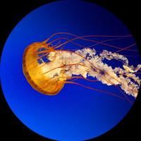 ابو يوسف عبدالله‎  (@157c68aec5ee473) Twitter profile photo