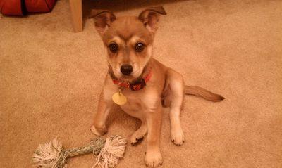 into Tabletop gaming, baking and DIY-ing. not necessarily in that order. btw, the puppy in pic is Dulce. I'm her daddy.