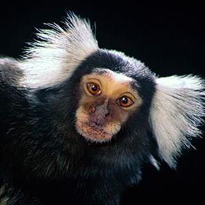 Very cute Marmoset who is part of an exotic mobile petting zoo called Hands-On Animal Adventures.  I am the star.  Make no mistake about that.