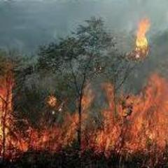 IFAI_oficial's profile picture. 