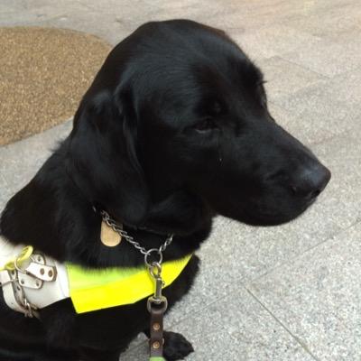 guide dog teddy