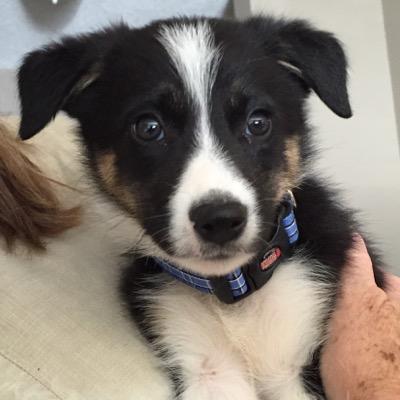 Border Collie born on a ranch in Canada to a Canadian father and Irish mother. Love jobs from herding and being a service dog to ball catching and swimming.