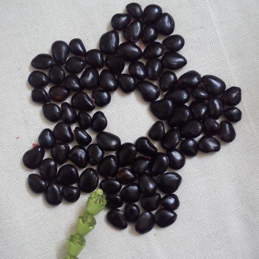 Jeevitha28's profile picture. Introvert, Procrastinator, Obliging :)