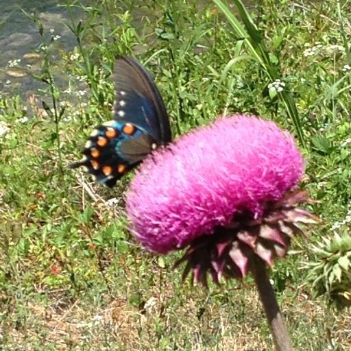 bibliotecaria24's profile picture. School librarian, lover of language, proponent of multicultural children's literature, big fan of all things Belgian.