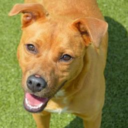 Adoptable pets in the Birmingham, AL area