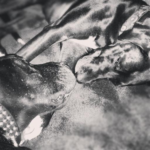 caweasel3's profile picture. 