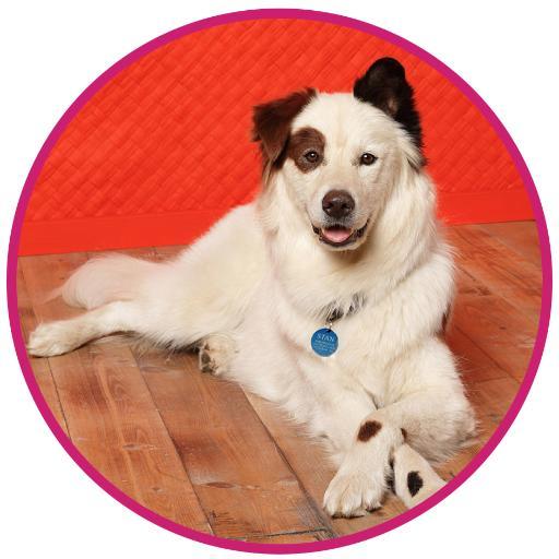 Hi! I'm Mick, also known as Stan, from @DisneyChannel's Dog With A Blog. This is the official account managed by @GoodDogAnimals