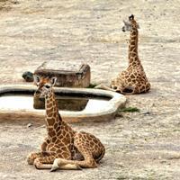 omanalouth's profile picture. Human resources manager